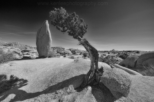 Rock and Tree, Joshua Tree