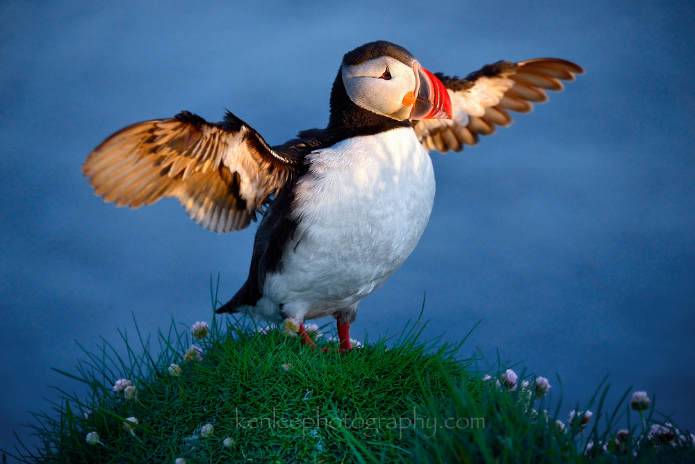 2016-06-14_2334_01_kenlee_iceland_westfjords_latrabjarg_puffins_wings-open_1-640sf56iso1000-1000px